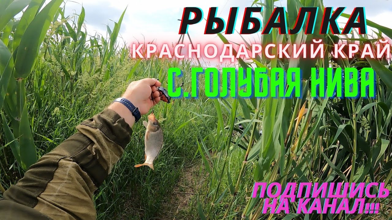 Голубая нива краснодарский край