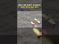 Why Do They Always Run Into Water? #shorts