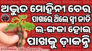 Plant Wondersmesmerizing Properties That Attracts Anyone Fast Vashikaran Mantra Lovejob Solution