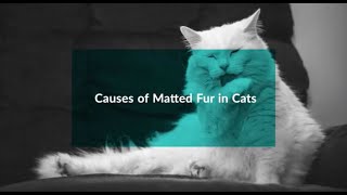 Causes of Matted Fur in Cats