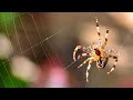 Spider making web.  Vivo x100 ultra