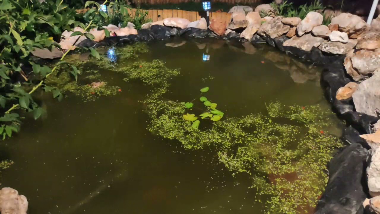 Ranas cantando en el estanque Pelophylax perezi