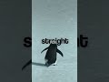 he is alone  #PenguinStory #EmotionalVideo #SoloJourney  #AloneButStrong #InstaReels##ViralShorts