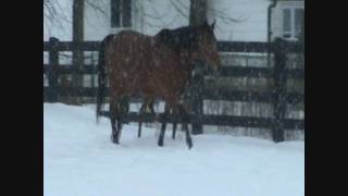 Tiznow Colt Out Of Officer Cherrie
