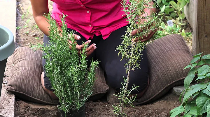 Proper Technique for Trimming Rosemary Plants : Th...