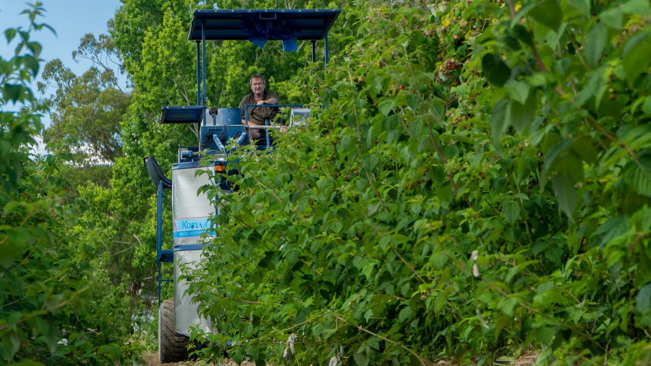 Raspberry Picker Machine Harvesting Raspberries w/ Korvan 9000 Berry Picker - YouTube