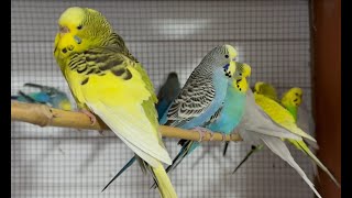 New Budgies in their New Aviary for 2023 by Budgie and Aviary Birds 15,948 views 1 year ago 9 minutes, 2 seconds