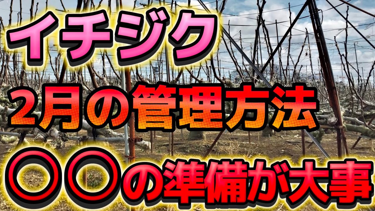 【イチジク】2月の管理方法！○○の準備を必ず今の内に！必ずやって下さい！