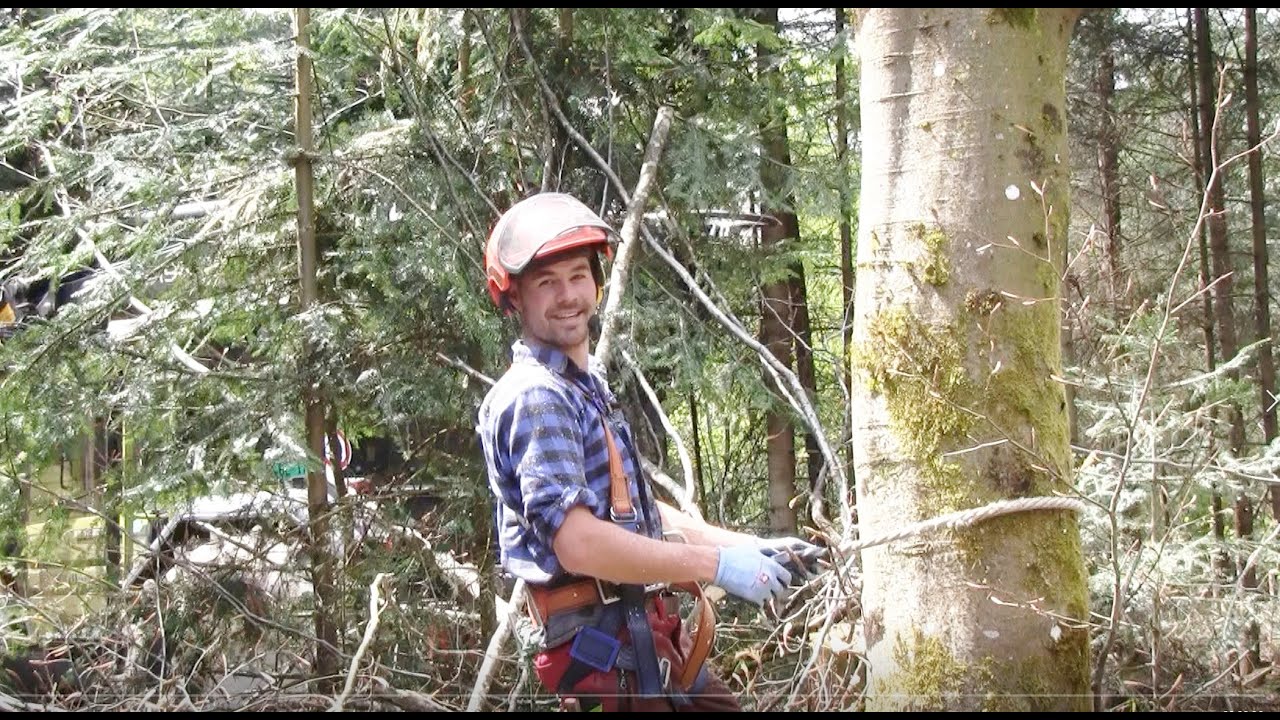 Samuel, der Baumkletterer, astet Buche auf