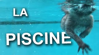 LA PISCINE - PAROLE DE RATON LAVEUR