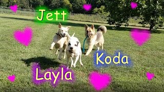 More play time Layla, Koda the Blind GSD and Jett!! Jett doesn't Fetch 🐶♥️🐾 || Pet Friendly by Pet Friendly 141 views 1 year ago 2 minutes, 6 seconds