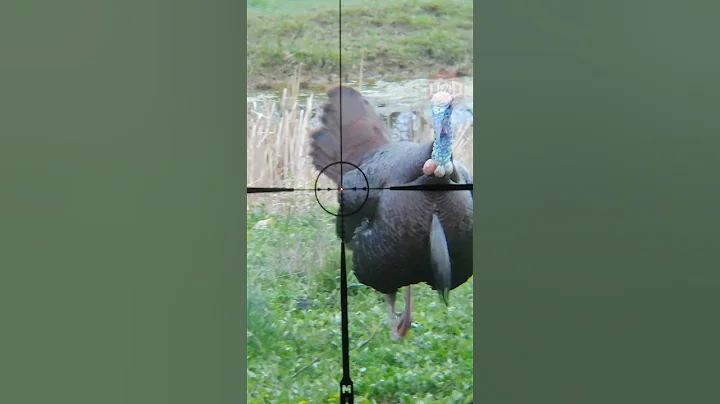 Turkey Incoming!! Talk About Fired Up! #shorts #gobble #hunting #turkey #tactacam #TurkeySeason23 - DayDayNews