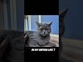 Have you thought about this? 🤔☺️ #trending #cat #catvideos #short #ytshorts #catlovers