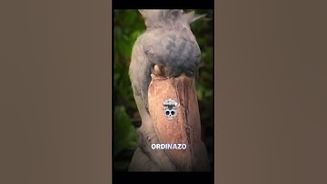 Thumbnail of Crazy bird sound 😯😯😯😯😯😯😯￼