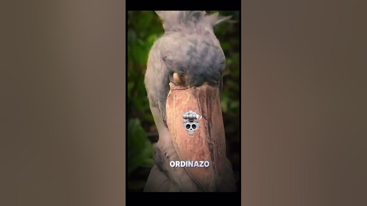 Crazy bird sound 😯😯😯😯😯😯😯￼