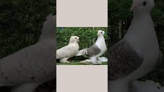 saxon Swallow Pigeonpigeontrendingshortspigeonloverviralytshorts