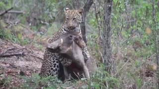 Fight to the death...Leopard vs Warthog