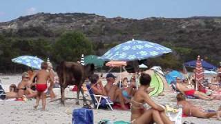 mucca in spiaggia