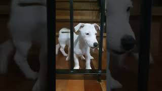 My Sisters Jrt Puppies Available In Taguig. Pure Breed Jack Russell Terrier Puppies