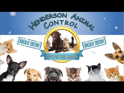 Pets of the Month - December 2016 - YouTube