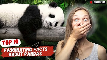 Top 10 Fascinating Facts About Pandas 🐼  #Pandas #PandaFacts  #CuteAnimals