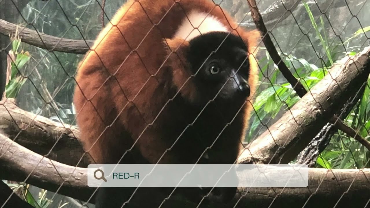 Bronx Zoo New York - Madagascar Exhibit - Spiny Forest exhibit
