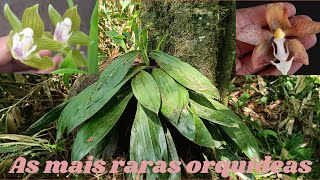 Habitat preservado  de raras orquídeas#orquideas#plantas#natureza 