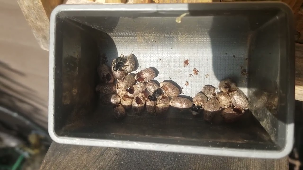 Mason bee leaving her cocoon