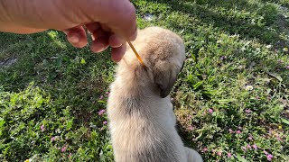 Little puppy was dumped with a rubber band around its neck.