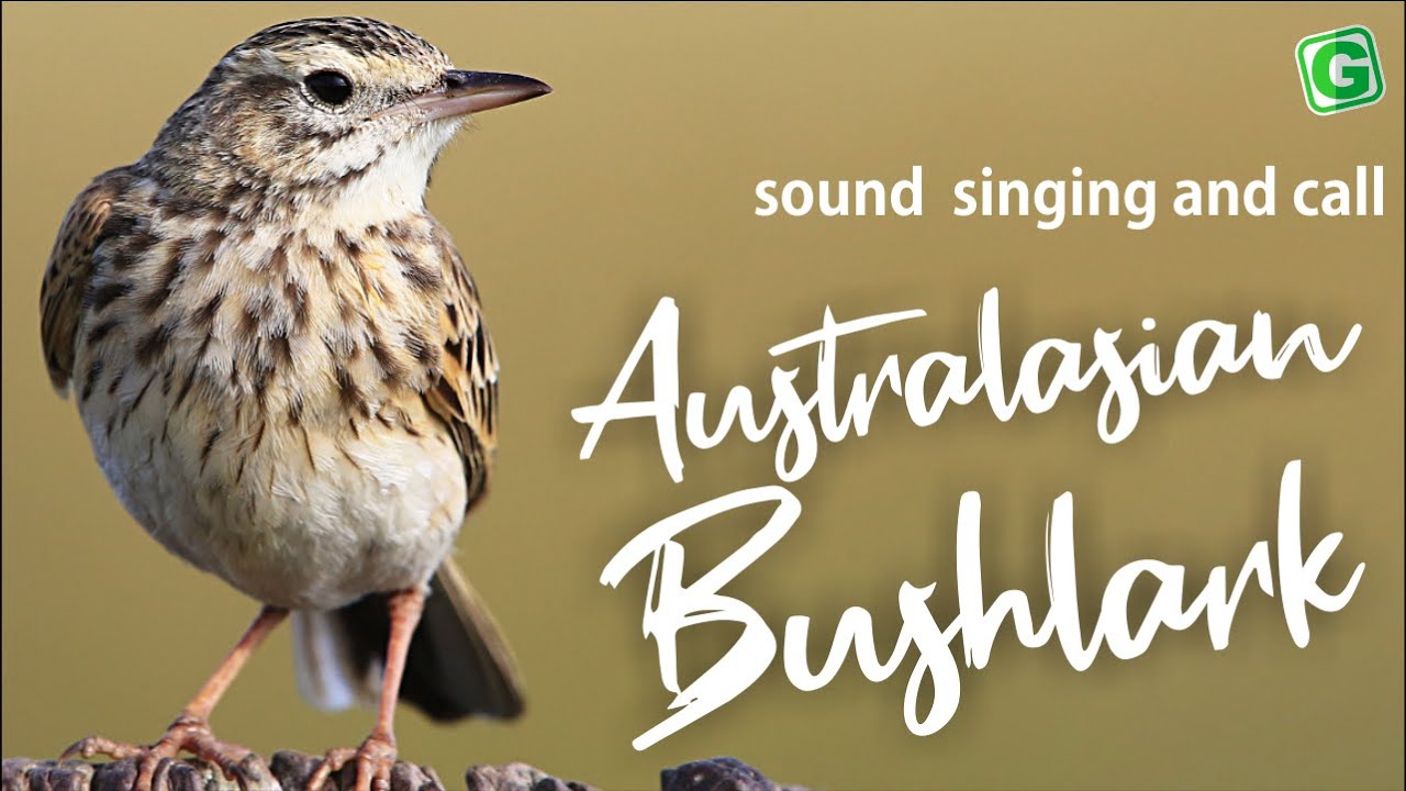 Australasian Bushlark Singing Call And Sound Horsfield's Bushlark