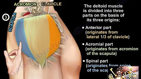 Anatomy of the Deltoid Muscle - Everything You Need To Know - Dr. Nabil Ebraheim