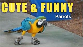 BURUNG INI BISA NGOMONG!! Tingkah Lucu Burung Paruh Bengkok Yang Bakalan Bikin Ketawa Seharian