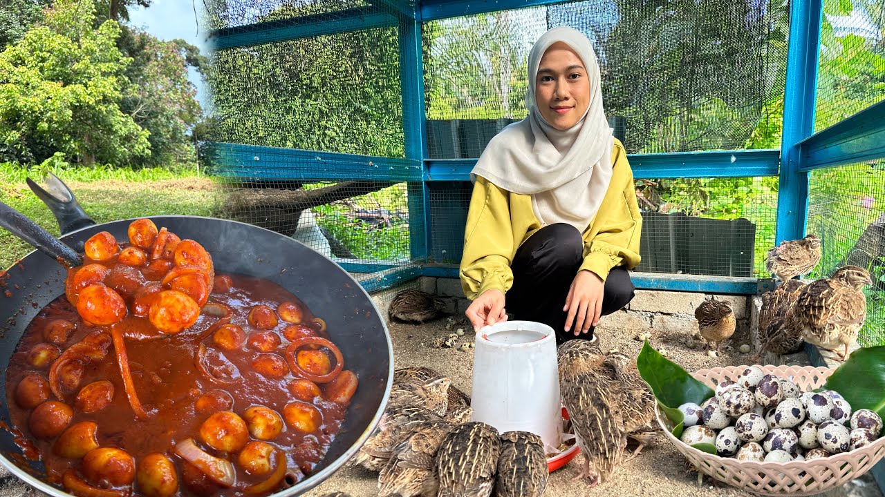 KUTIP TELUR DAN TERUS MASAK SAMBAL TELUR PUYUH MELETOP