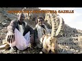 Nubian Ibex and Eritrea gazelle hunting in Sudan with Profi Hunt