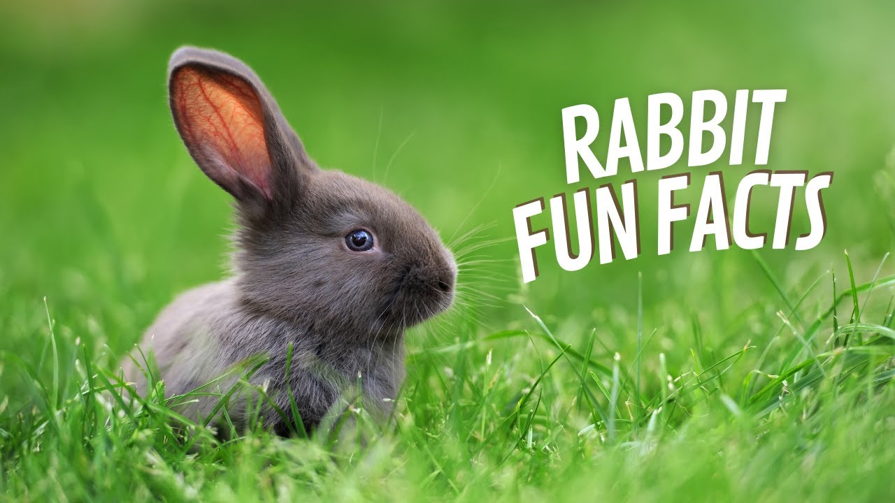 Fun Rabbit Facts You Didn't Know Existed ! - YouTube