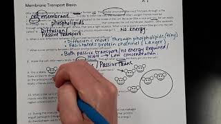 Membrane Transport Worksheet