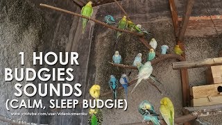 1 HOUR BUDGIE'S SOUNDS - Calm, Sleep, Chill Budgies (HQ Audio) July-22-2019