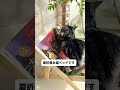 ついに私に設置する必要のない猫の寝椅子を見つけました。それらはとにかく私のソファーを掴まないです。#猫のグリップボード#猫の寝椅子#猫の巣#初心者の猫#🐱