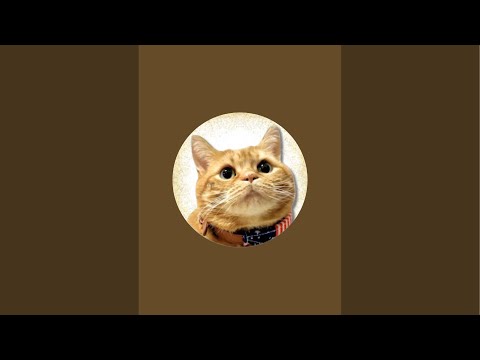 猫TEAの癒しTime がライブ配信中！