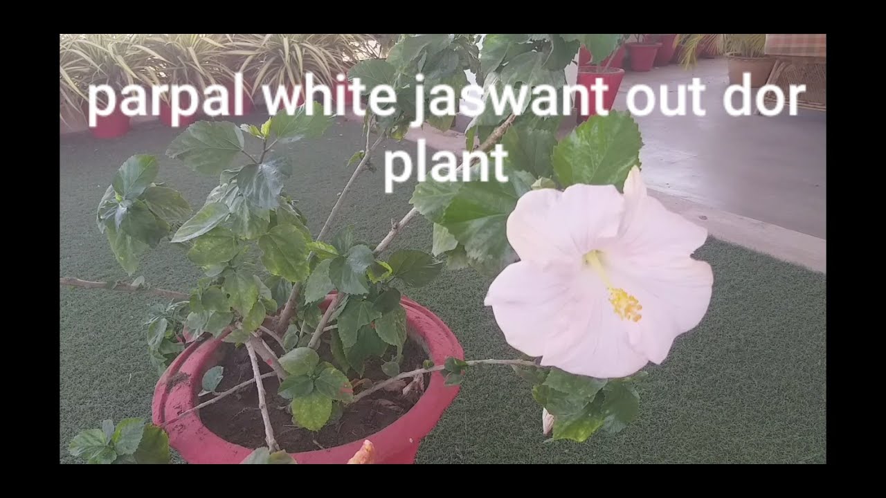 How to grow Parpal white jaswant plant care and fertilizer /hibiscus