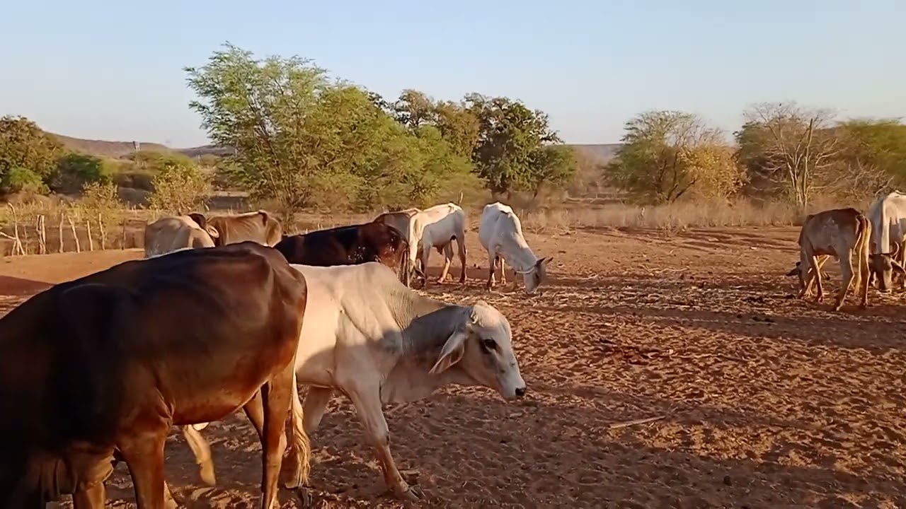 Alimentando o gado com bagaço de cana aqui no Piauí 