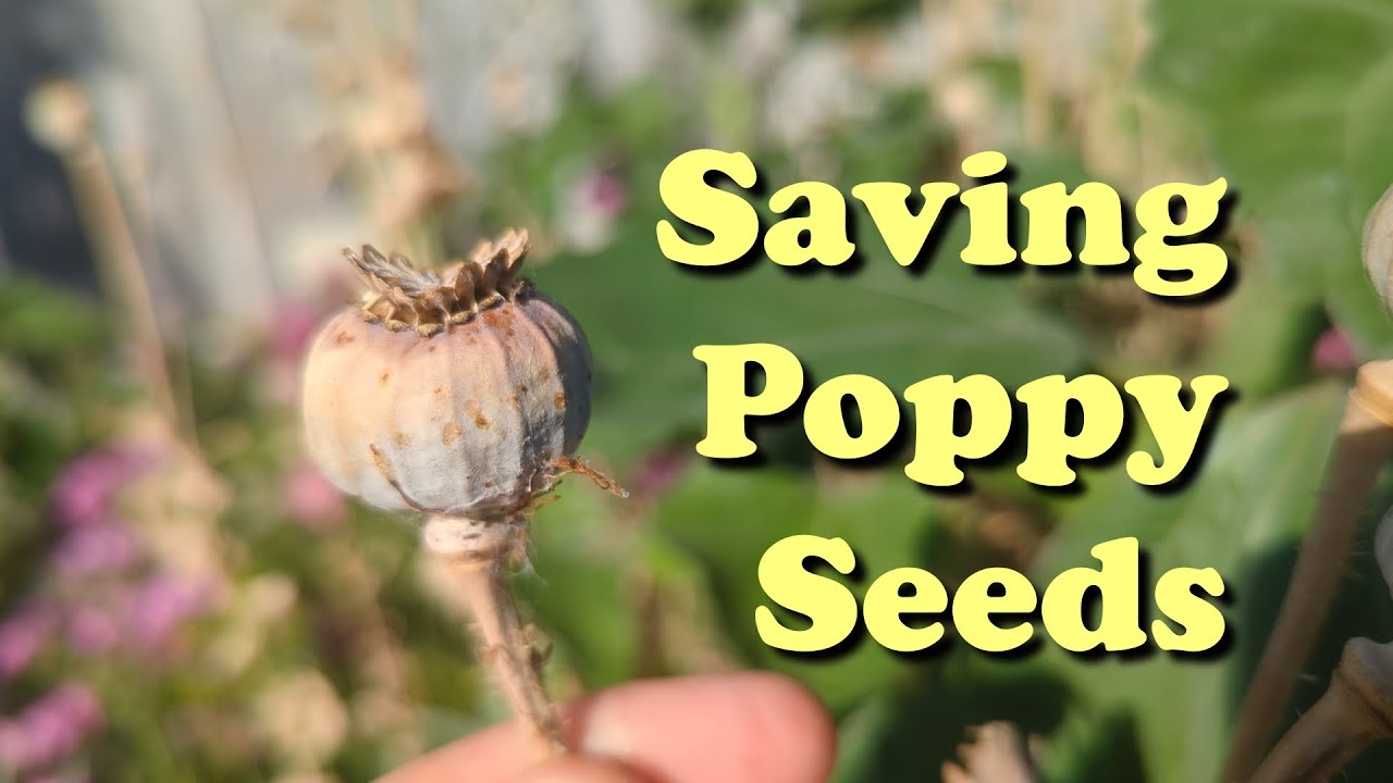 Week 30 | Harvesting Early Seed (calendula, dill, and POPPY) | 52 Weeks of Gardening