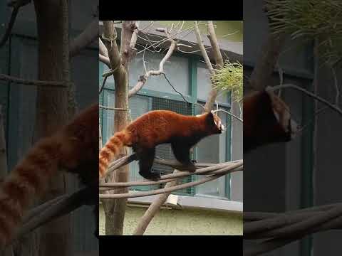 الباندا الحمراء الكائن اللطيف الذي سيبهرك بأسراره