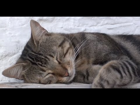30 Minutes Dreaming Kitty's - Chill and Relax with Cats