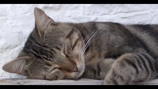 30 Minutes Dreaming Kitty&#39;s - Chill and Relax with Cats