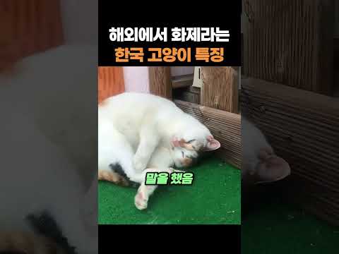 해외에서 화제라는 한국 <strong>고양이</strong> <strong>특징</strong>
