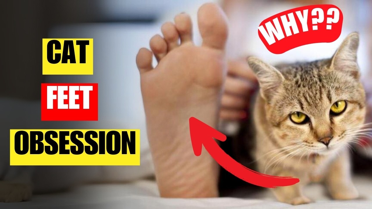 10 reasons why your cat is SO OBSESSED with your feet