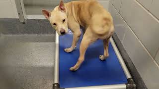 acs A685109
