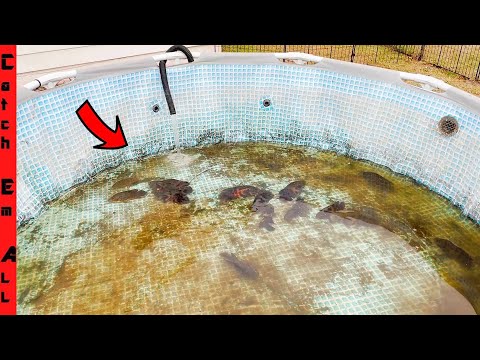 Video HOW CATCHING 1000s of INVASIVE EXOTIC FISH is Saving... - youtube