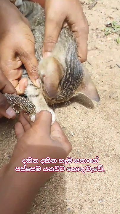 දඩයක්කාරයා දඩයම උනාම..... 🤣🫣🤭#kittan #monitor #huntingcat